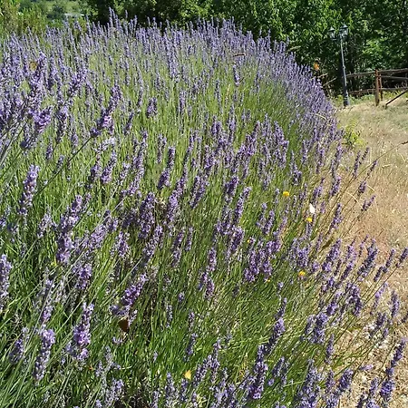 Cominium Benessere Farm stay Alvito